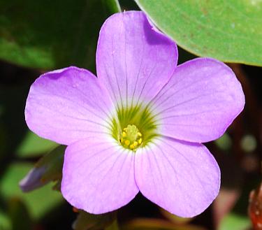 Oxalis_violacea_flower.jpg