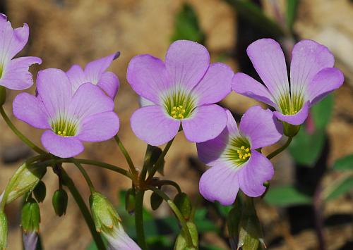 Oxalis_violacea_flowers.jpg