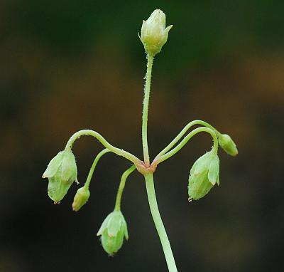 Oxalis_violacea_fruits.jpg