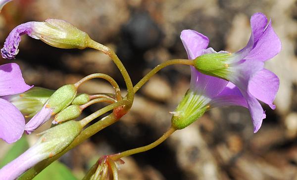 Oxalis_violacea_inflorescence.jpg