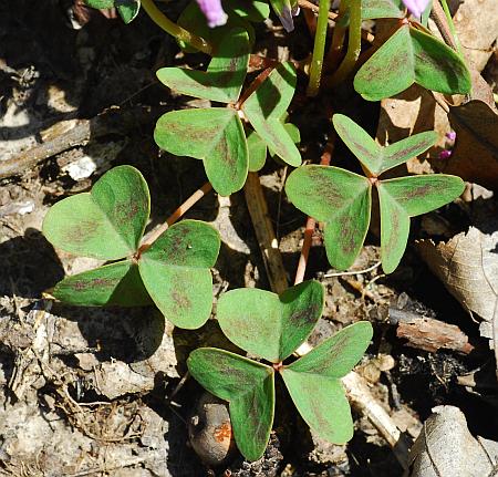 Oxalis_violacea_leaves.jpg