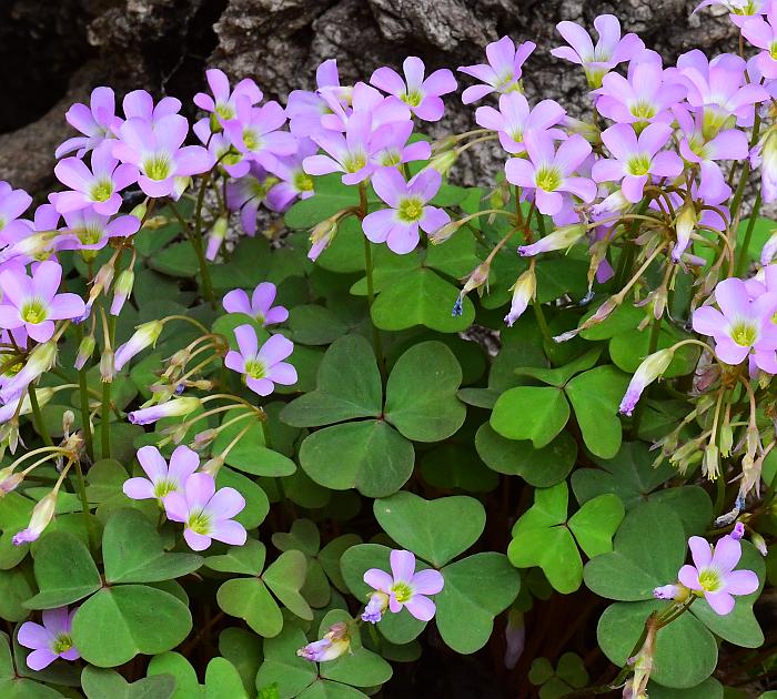 Oxalis_violacea_plant.jpg