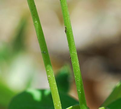 Oxalis_violacea_stems.jpg