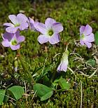 Oxalis violacea thumbnail