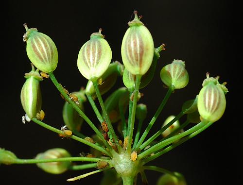 Oxypolis_rigidior_fruits.jpg