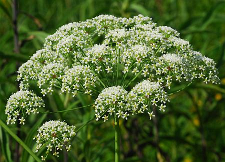 Oxypolis_rigidior_inflorescence.jpg