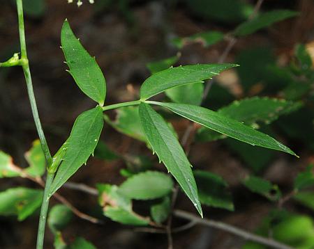 Oxypolis_rigidior_leaf1.jpg