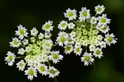 Oxypolis_rigidior_umbellets.jpg