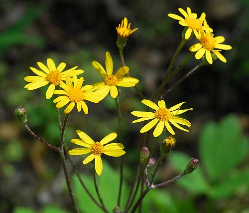 Packera_aurea_inflorescence.jpg