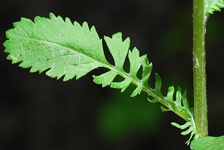 Packera_aurea_leaf1.jpg