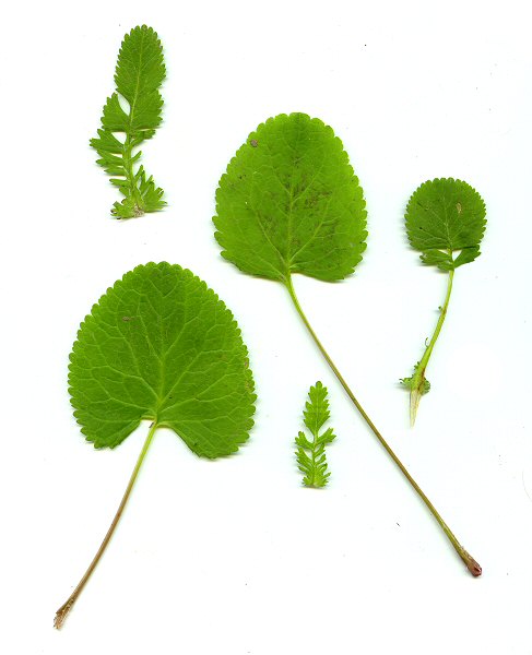 Packera_aurea_leaves.jpg