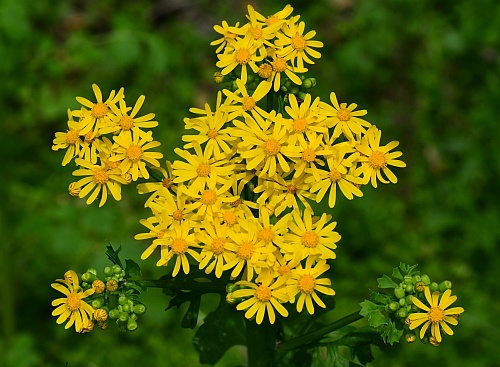 Packera_glabella_inflorescence2.jpg