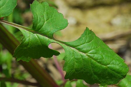 Packera_glabella_leaf1.jpg