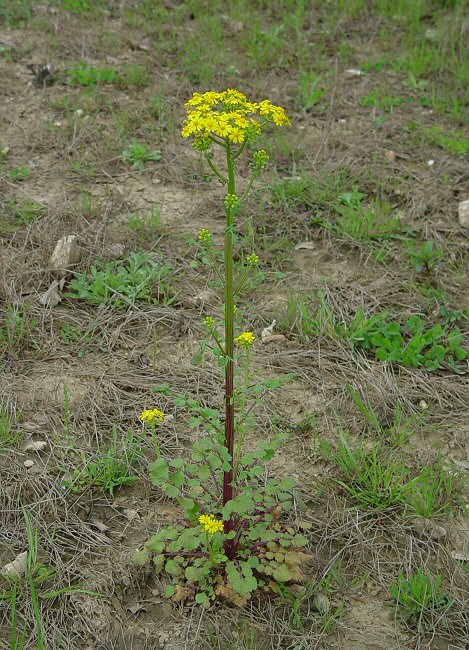 Packera_glabella_plant.jpg