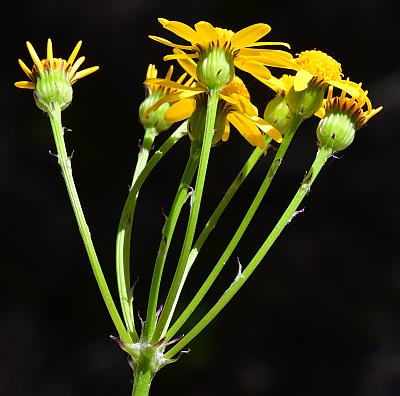 Packera_obovata_inflorescence1.jpg