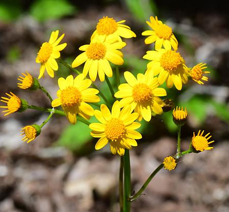 Packera_obovata_inflorescence2.jpg