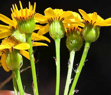 Packera_obovata_involucres.jpg