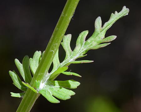 Packera_obovata_leaf1.jpg