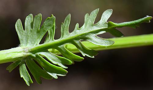 Packera_obovata_leaf2.jpg