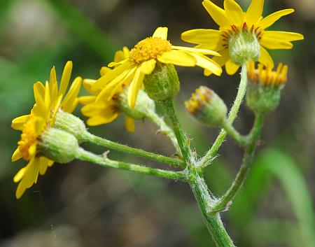 Packera_plattensis_inflorescence.jpg