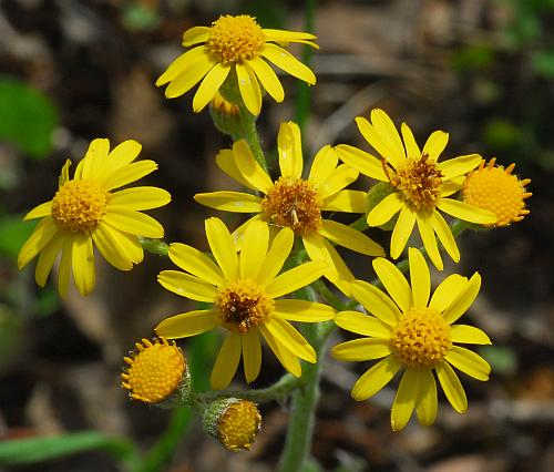 Packera_plattensis_inflorescence2.jpg