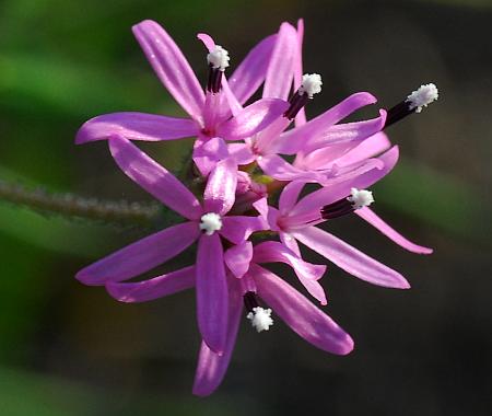 Palafoxia_callosa_florets.jpg