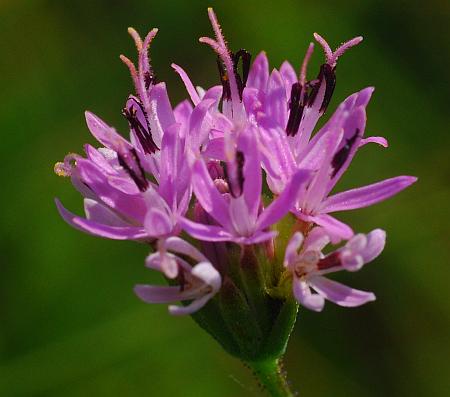 Palafoxia_callosa_head.jpg