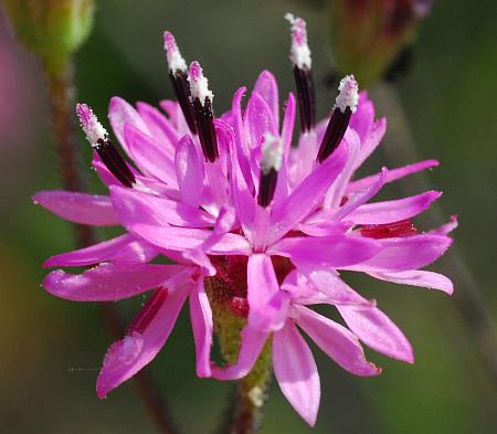 Palafoxia_callosa_head2.jpg