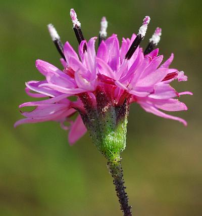 Palafoxia_callosa_head3.jpg