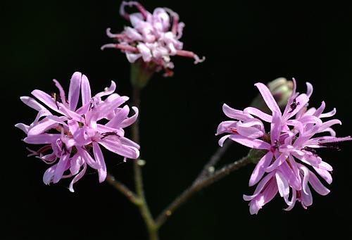 Palafoxia_callosa_inflorescence.jpg