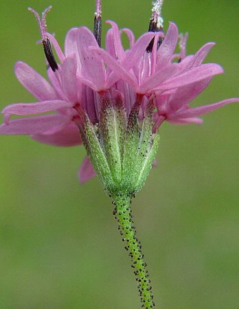 Palafoxia_callosa_involucre.jpg