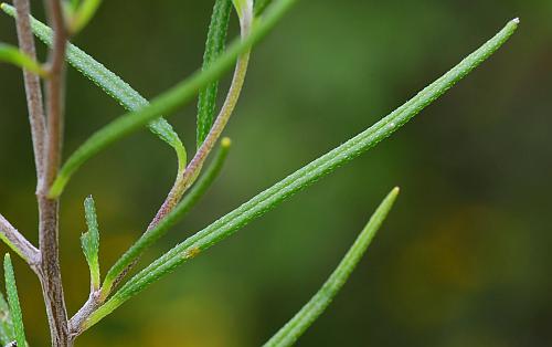 Palafoxia_callosa_leaf1.jpg