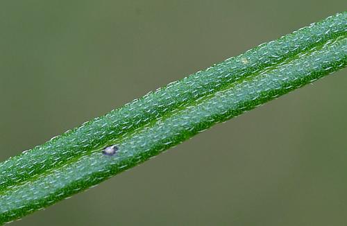 Palafoxia_callosa_leaf1a.jpg