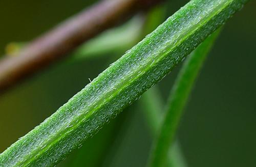 Palafoxia_callosa_leaf2a.jpg