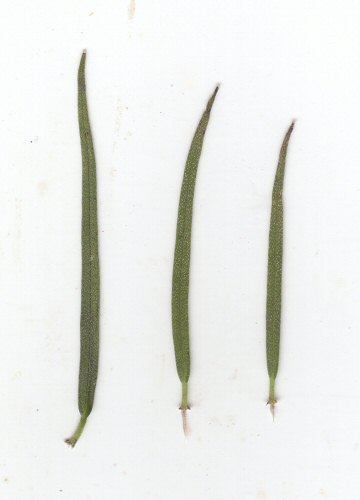 Palafoxia_callosa_leaves.jpg