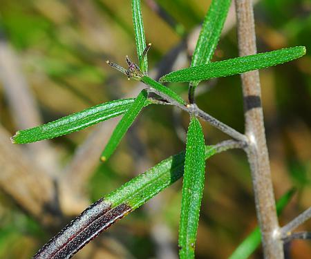 Palafoxia_callosa_leaves1.jpg