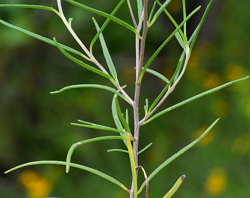 Palafoxia_callosa_leaves2.jpg