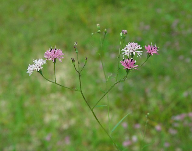 Palafoxia_callosa_plant.jpg