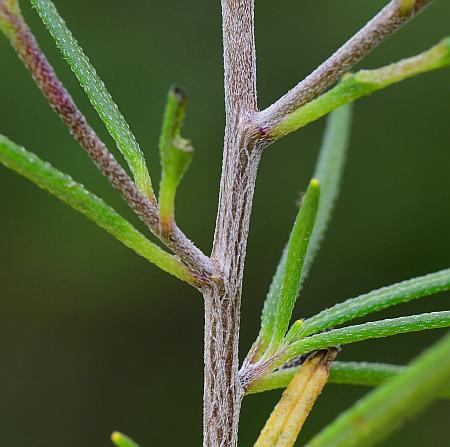 Palafoxia_callosa_stem.jpg