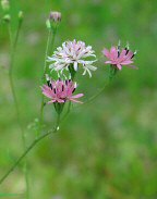 Palafoxia callosa thumbnail