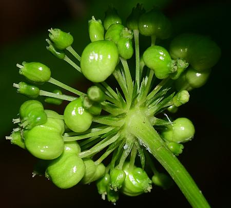 Panax_quinquefolius_bracts.jpg