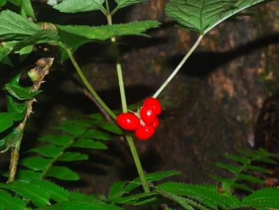 Panax_quinquefolius_fruits2.jpg