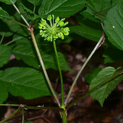 Panax_quinquefolius_inflorescence.jpg