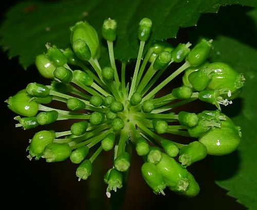 Panax_quinquefolius_inflorescence2.jpg