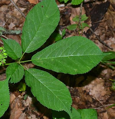 Panax_quinquefolius_leaf1.jpg