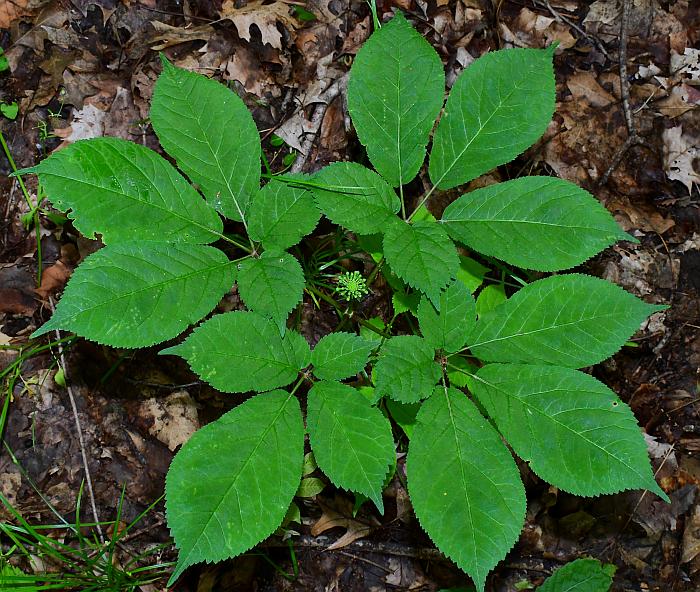 Panax_quinquefolius_plant.jpg