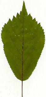 Panax_quinquefolius_pressed_leaflet.jpg