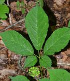 Panax quinquefolius thumbnail