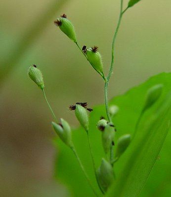 Panicum_boscii_perigynia.jpg