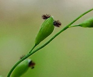 Panicum_boscii_perigynium.jpg